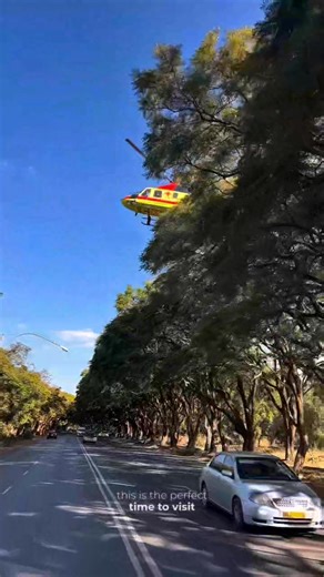 🌸 Did You Know? Zimbabwe Has Its Own Jacaranda Festival! 🇿🇼🎶 Every year, Harare turns purple with the beauty of jacaranda trees, and we celebrate it in style at the Jacaranda Music Festival — one of the biggest cultural and music events in Zimbabwe! 💜🌳 🎉 This Year’s Festival Dates: 🗓️ October 3–5, 2025 📍 Thorn Park Polo Grounds, Harare Why not book your spot now and come experience the magic of Jacaranda season in Zimbabwe? Expect amazing live performances, local and international artis