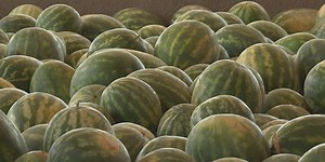 From fields to stores: Wiggins Watermelon production in the Brazos Valley
