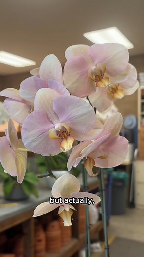 Next up in Orchid 101: Watering tips! 🧊 Learn why ice cubes aren't good for your orchid, and how to make sure your plant has just the right amount of water with curator Brandon. | The Huntington Library, Art Museum, and Botanical Gardens