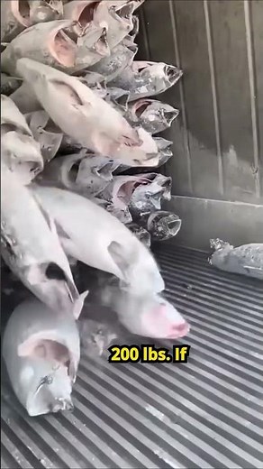 Unloading Tuna the Satisfying Way!