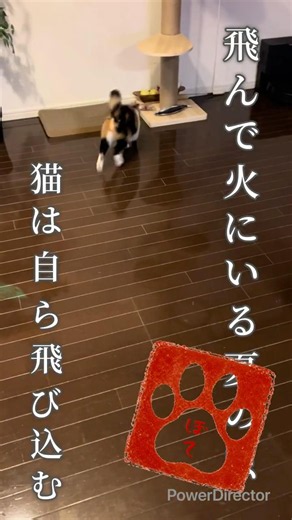 飛んで火に入る夏の虫→自ら飛び込む猫【ことわざねこ】