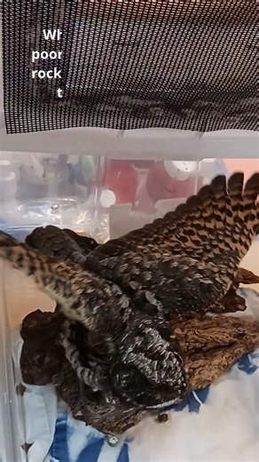 1K views · 61 reactions | Meet the Common Poorwill, a nocturnal bird...