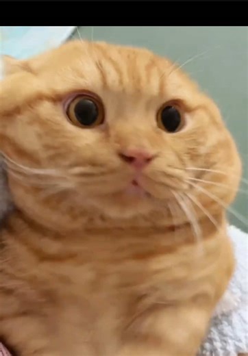 giận #creatorsearchinsights