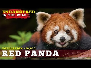 The Red Panda in The Wild | Marvelous Animals Facts