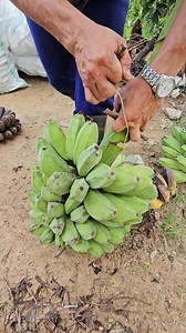 Magic knife -> Salamanca cuchillo Day 87 This looks like a garrote wire but its used to cut banannas off the main stalk. The friction cut of the thick fishing line slices the fibers better than a sundong (machete 🔪) It's alot faster but it's definitely not as easy as it looks. Buy local. Thank a farmer 🚜👨‍🌾🍌 Find your- Peace- of mind body and soul Prosperity will follow wherever you go. Wealth of knowledge, connections, currency, freedom and time. Fulfilment of your soul's purpose and reaso