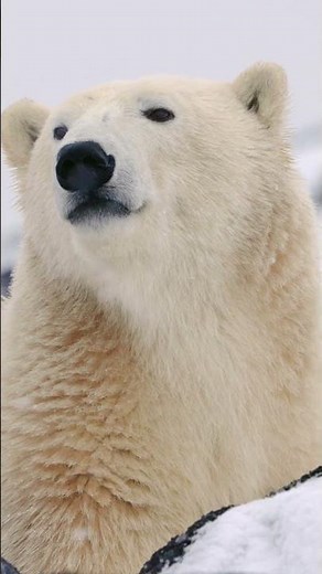 The BEST way to see polar bears in the wild #wildlife #naturelovers #travel #polarbear