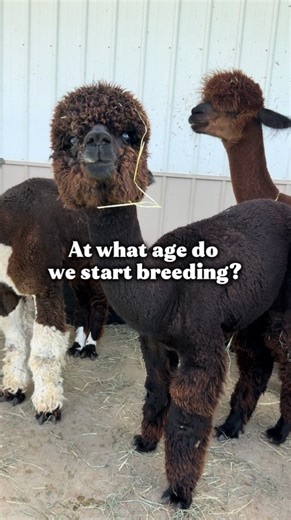 5.3K views · 287 reactions | We were asked a great question: When can the alpacas start breeding? 蓮 ➡️Make sure you’re following us for more farm content! Every single like, share, and comment helps the farm and all the animals. #eagleeyefarm #alpaca #cuteanimals #babyanimals #animallovers #alpacas #agriculture #farmlife | Eagle Eye Farm | Facebook