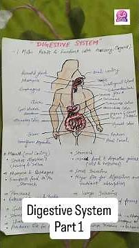 Digestive System Explained in Easy Way | Organs, Functions & Accessory Organs (Biology)
