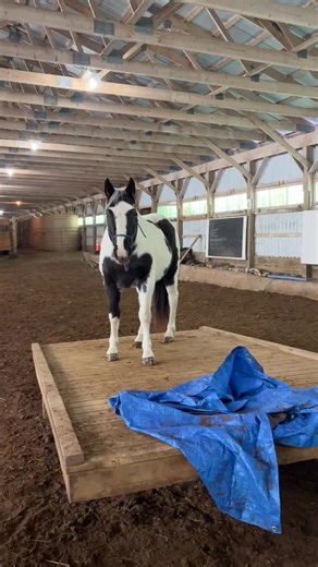A full training day 🐎 In the winter we work on horses that need some extra training to get up to speed for trail riding 2026🐎 | Rawhide Adventures