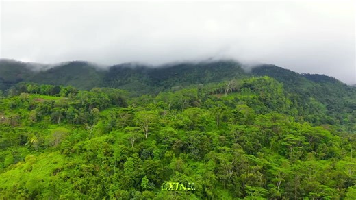 monke edit II #monkey #edit #wildlife #funny #monkeyedit | Monkey Edit