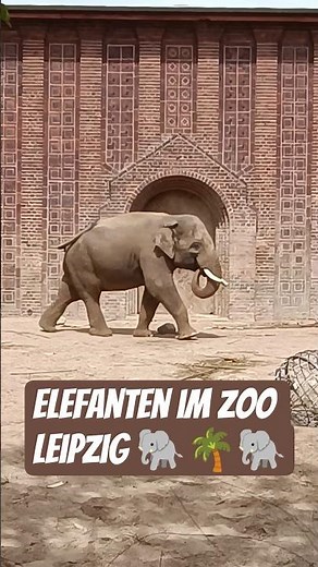 Zoo Leipzig - Elefanten 🐘🌴🐘 Schönster Zoo von Deutschland 🇩🇪 #soschönistleipzig #zoo #zooleipzig