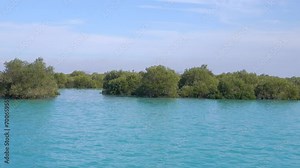 Mangrove forest on the Arabian Sea coast. Qeshm in the Persian Gulf. Hara tree (Avicennia marina) the main type of aquatic woody vegetation