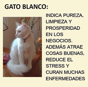 282K views · 5.1K reactions | TODOS LOS GATOS SON LINDAS CRIATURAS, NO IMPORTA EL COLOR. | GATOS Y Gatitos Tiernos | Facebook