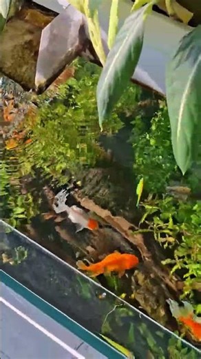 🌿🌿🌿 #aquarium #aquascape #ikankoki #goldfish #man 14 #reels #ikanhiaskoki #fishtankdesign