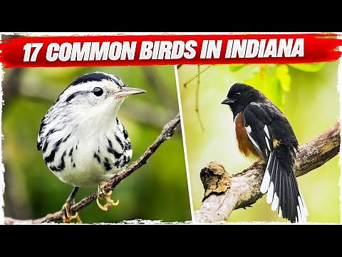 17 Common Birds in Indiana (with Pictures)