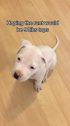 Dispelling the Myth of Runt Dogs: Dogo Argentino and Mastiff Insights