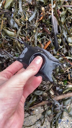 Amazing Shark Eggs Hatching - Mermaid Purse Discovery!