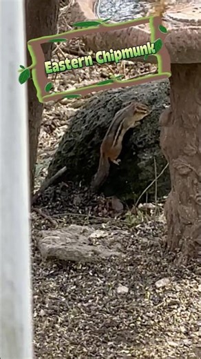 Eastern Chipmunk Creature Report! #birdwatching #nature #wildlife #animals #birdingparadise