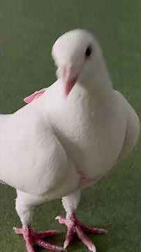 羽音と足音を楽しむ♪カラスサイズの大きな土鳩ホシロ君と小さいパルちゃん♪ 2025/12/24撮影 #鳩 #野鳥保護 #害鳥と差別されているカラスや鳩の魅力を伝える #カラスや鳩の魅力を伝える