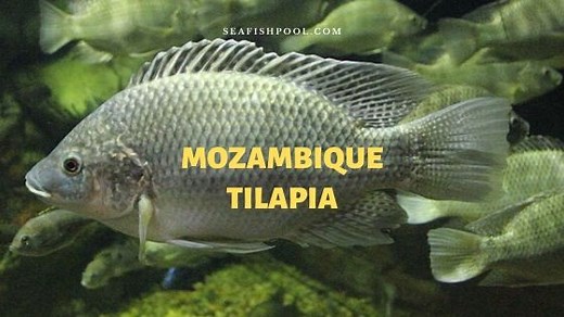 Mozambique Tilapia: Profile, Facts, Range, Fishing, Diet, Care - SeaFish