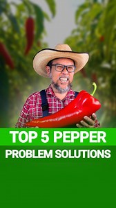 Struggling with pepper plants? 🌶️😩 Here are 5 common pepper problems and how to fix them fast! Get bigger, healthier harvests with these simple tips. 🌱💪 #PepperProblems #GardeningTips #GrowYourOwnFood #HealthyHarvest #OrganicGardening #VegetableGardening #GardenHacks | Growing Healthy Food