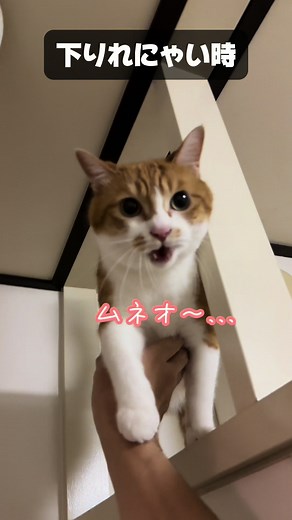 ルカの色んな鳴き声シリーズ