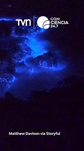 🌊 #Tendencias | En Auckland, Nueva Zelanda, el mar ofreció un espectáculo natural sorprendente: un fenómeno de bioluminiscencia tiñó de azul brillante las aguas de Waiheke Island, cautivando a visitantes y fotógrafos. El resplandor fue tan intenso que podía apreciarse incluso antes del anochecer, mientras los bañistas disfrutaban de la inusual escena. 📸 El fotógrafo Matthew Davison, que realizó el registro, dijo océano estaba cubierto por una capa densa de algas anaranjadas y rojas que, al cae
