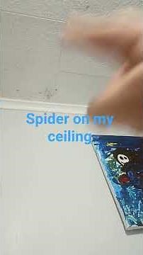 SPIDER DAVE YOU BETTER BEHAVE