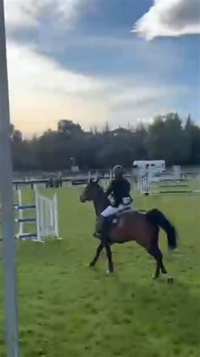 16 reactions | Cassafino Xtreme 朗 Stepping up to 6yo’s this season with ease, this special mare is a horse you want on your team if you’re looking for a serious future horse  By Corofino II and out of Carnival Xtreme (Cassiano) | Xtreme Sport Horses | Facebook