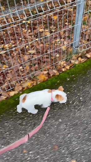 2.7K views · 30 reactions | Literally first baby steps on the streets 勺 | Sinikoera | Facebook