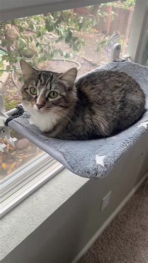 Retractable cat window bed. Holds up to 44lbs. Give your cat a front-row seat to the outdoors with this cat window perch. Designed for comfort and stability, this soft window-mounted cat bed securely attaches with strong suction cups, creating a safe and cozy lounging spot. Ideal for sunbathing, bird watching, or napping, this cat window hammock saves floor space while keeping your cat entertained and relaxed. Perfect for indoor cats who love elevated views.#catsoftiktok #catbed #catperch #happy