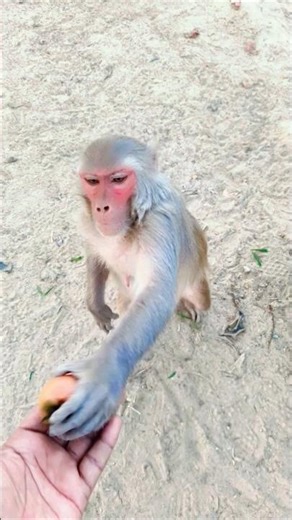 Trending Viral Monkey reels 🥰🐒 || #monkeychallenge #funny #animals #viral #reels