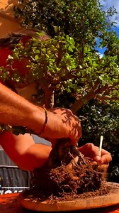 Comenzar en el arte del bonsái es abrirte a un proceso que enseña más de lo que parece. Primero aprendes a entender el ritmo del árbol y a respetar su tiempo. Luego descubres cómo cada riego, poda o ajuste fortalece tu paciencia y enfoque. Con el tiempo, este camino se vuelve un refugio de calma, una práctica que te conecta con la naturaleza y contigo mismo. DM for credits or removal request (no copyright intended) ©️ All rights and credits reserved to the respective owner(s). | Mundo Bonsai