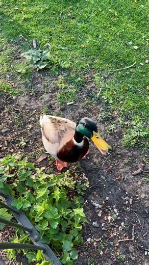 It's World Wildlife Day today, and here at LSE we are very lucky to be surrounded by some excellent green spaces that are packed with birds and animals! Here are some of our favourite parks for spotting wildlife near LSE: 🌸 Lincoln's Inn Field/Lincoln's Inn 🌷 Temple Gardens 🌳 St James' Park 🌴 Regent's Park ➡️ Comment below your favourite green space in London!