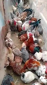 2.9K views · 56 reactions | Kuroilers, Sasso, koekoek, boschveld, Hi-liner chickens and Mikolongwe all breeds available. Point of layers at K12,500 each. Located in Thyolo lutchenza and we deliver all district here in Malawi and surrounding countries after the payment. WhatsApp 0888515537. | Poultry Farming | Facebook