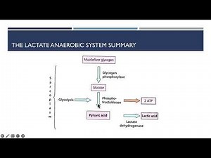 Cambridge Technical Level 3 - Sport - Energy Transfer
