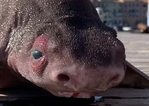 Look at this weirdo pig-faced shark found in the Mediterranean Sea
