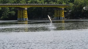 Watch for jumping sturgeon! No matter where you are boating in the Sunshine State, be aware of your surroundings. If you’re boating on the Suwannee or other northwest Florida rivers, use caution! Really big Gulf sturgeon can jump with no warning. Keep an eye on the video for boating safety tips and see some giant prehistoric-looking jumping fish! Gulf sturgeon are federally protected, and an important part of our ecosystem: http://bit.ly/2Qg70Zd More info: http://bit.ly/2wcVAMC #Suwannee #boatin
