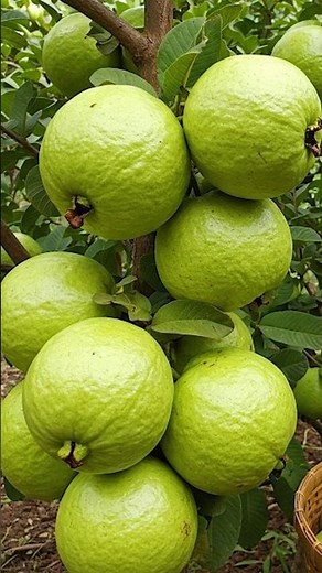 Grow Guava at Home: Step-by-Step Guide to Growing from Cuttings