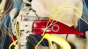 25K views · 708 shares | The sciatic nerve is the longest and largest...