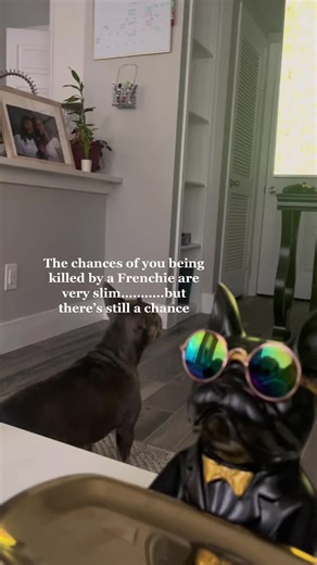 Miny man kennels (@miny_mankennels)’s videos with original sound - ali