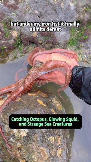 Low Tide Madness: Catching Octopus, Glowing Squid, and Strange Sea Creatures This is not just beach foraging, this is a full-on marine life adventure. During low tide, the shoreline turns into a living classroom where every rock hides a surprise. From aggressive octopus gripping rocks with pure determination to a mysterious squid glowing green in the water, every moment is unpredictable and intense. In this video, I take you step by step through real-life seafood foraging while explaining marine