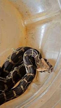 കുഞ്ഞൂട്ടൻ 🎀 TRF 🔥 A successful wildlife rescue carried out safely by Team Rescue Force Kerala 🐍