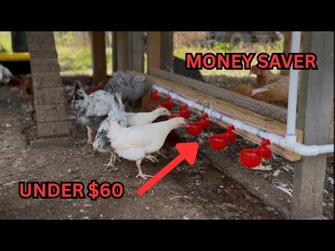 Build This CHEAP Chicken Waterer for Under $60!— Save Money & Keep Water Clean!