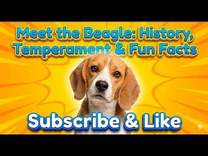 Meet the Beagle History, Temperament & Fun Facts