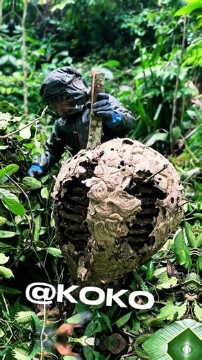 Headline: CRAZY GIANT HORNET NEST RECOVERY! (Nature is Scary) #nature #bee