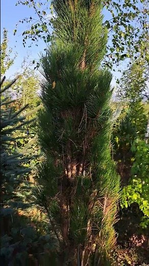 Pinus nigra 'Green Tower'