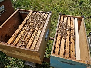 Beekeeping 2025: New Bee Families, Let's Continue!
