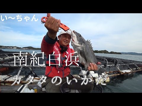 A flurry of large black sea bream?! Did I manage to get some results on my first visit to Wakayam...