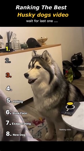 Ranking The Best Husky Dogs Videos 😂🐺🔥 #HuskyDogs #FunnyDogs #TrendingShorts